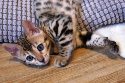 Wir haben süße Kitten für Liebhaber. Ein wunderschönes