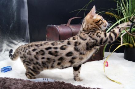 Wir haben süße Kitten für Liebhaber. Ein wunderschönes