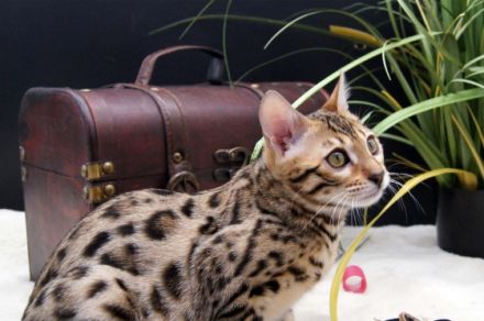 Wir haben süße Kitten für Liebhaber. Ein wunderschönes