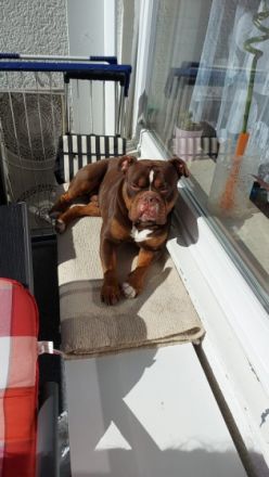 EinsteinBulls Bailey Amadeus