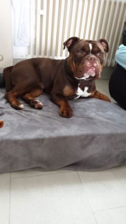 EinsteinBulls Bailey Amadeus