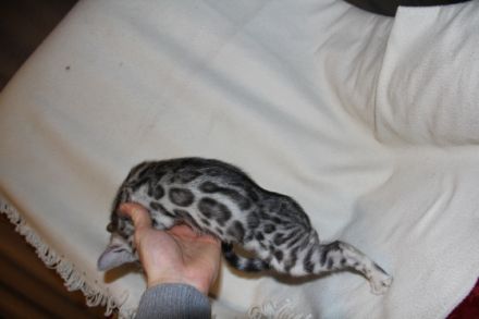 Eltern sind PKdef., PKD,HCM und Pra-b N/N Alle sind