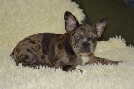 Ein schönes Mädchen. Flaffy+ Cacao. Kerngesund , mit