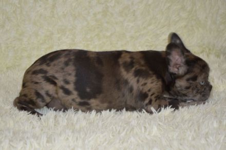 Ein schönes Mädchen. Flaffy+ Cacao. Kerngesund , mit