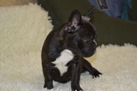 Ein schöne Hündin. Flaffy+cacao. Kerngesund , mit guten