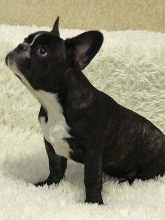 Ein schöne Hündin. Flaffy+cacao. Kerngesund , mit guten