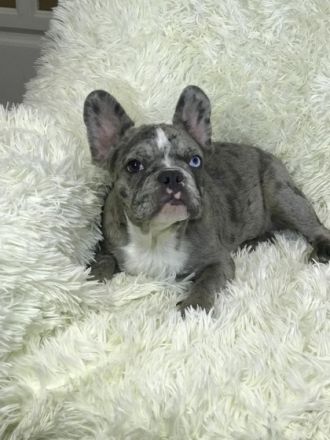 Ein schönes Mädchen, merle carrier of blue and fluffy.