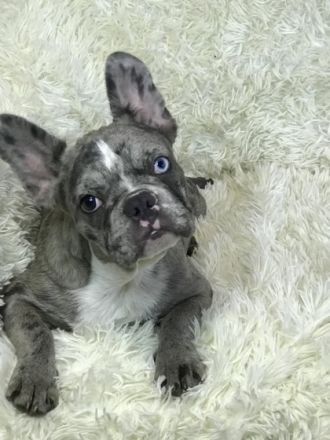 Ein schönes Mädchen, merle carrier of blue and fluffy.