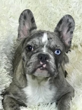 Ein schönes Mädchen, merle carrier of blue and fluffy.