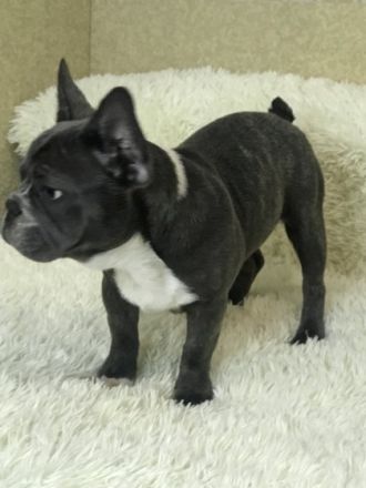 Ein schöner Rüde. Geimpft. Kerngesund , mit guten Genen