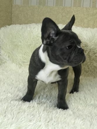 Ein schöner Rüde. Geimpft. Kerngesund , mit guten Genen