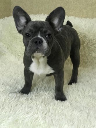 Ein schöner Rüde. Geimpft. Kerngesund , mit guten Genen