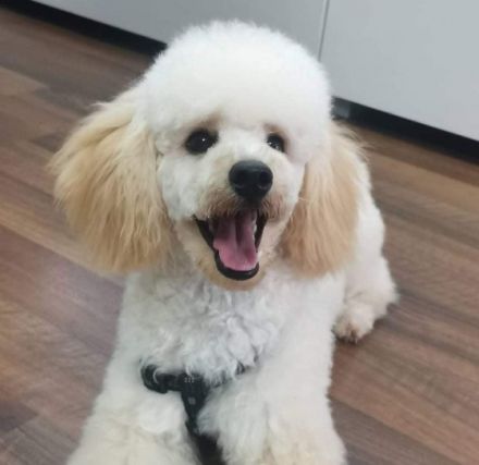 Süße apricot Zwergpudel Welpe Unsere reinrassige Toy