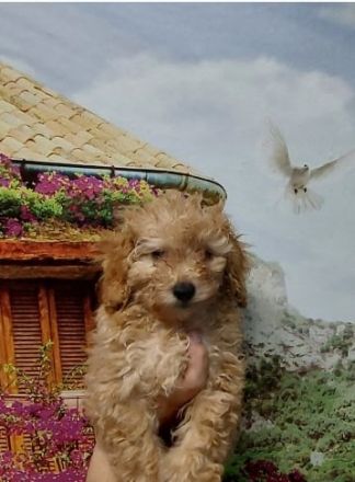 Süße apricot Zwergpudel Welpe Unsere reinrassige Toy