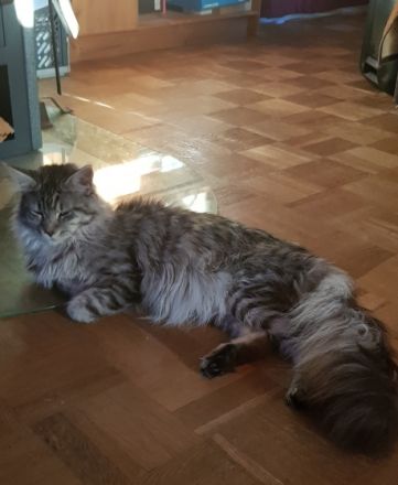 Maine Coon von Raibersdura