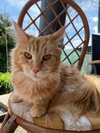 Maine Coon von Raibersdura