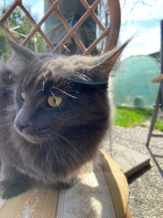 Maine Coon von Raibersdura