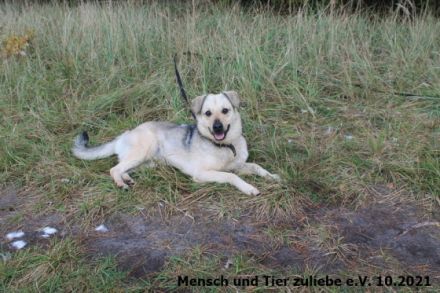 Das ist unser Sonnenschein Cody. Für Cody suchen wir