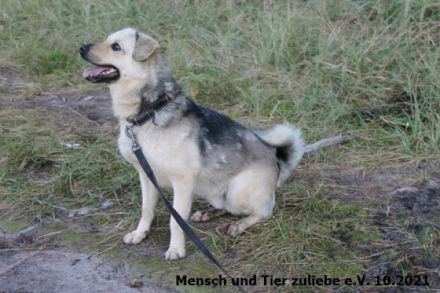 Das ist unser Sonnenschein Cody. Für Cody suchen wir