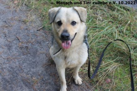 Das ist unser Sonnenschein Cody. Für Cody suchen wir