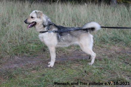 Das ist unser Sonnenschein Cody. Für Cody suchen wir