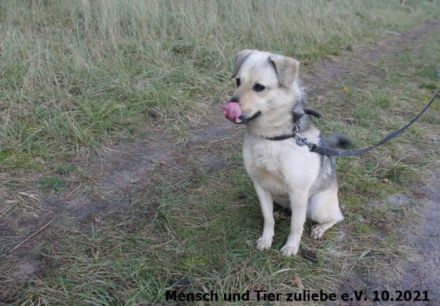 Das ist unser Sonnenschein Cody. Für Cody suchen wir