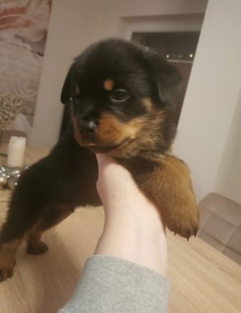 Unsere Hundin hat am 24.11.2021 5 bezaubernde Welpen