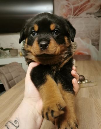 Unsere Hundin hat am 24.11.2021 5 bezaubernde Welpen