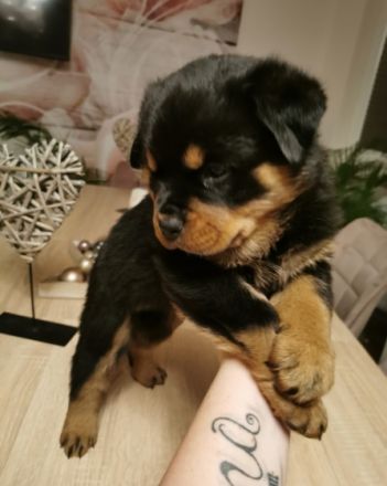 Unsere Hundin hat am 24.11.2021 5 bezaubernde Welpen