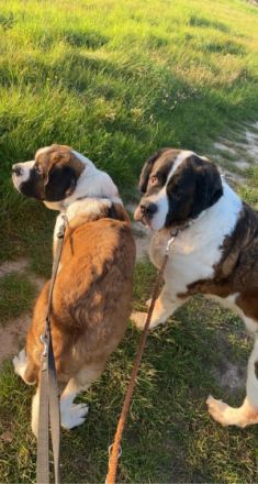 Beethoven, junger gesunder Bernhardiner, 8 Monate alt.