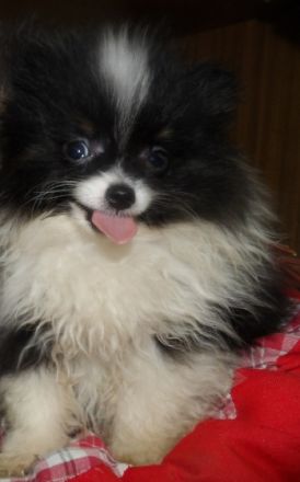 Traumhaft schöne, typvolle Zwergspitze/Pomeranien zum