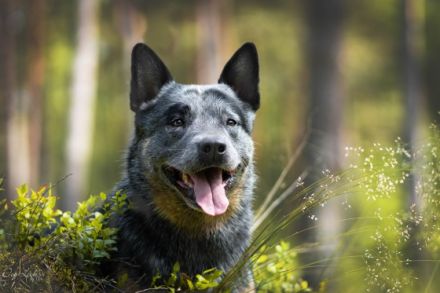 Dt. Ch. VDH Dolce-Blú Fat Boy Dynamite