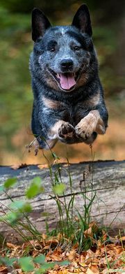 Dt. Ch. VDH Dolce-Blú Fat Boy Dynamite