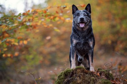 Dt. Ch. VDH Dolce-Blú Fat Boy Dynamite