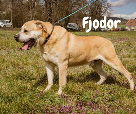 Fjodor- Du und ich gegen den Rest der Welt