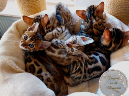 Am 11.08.2021 hat unsere Leilani 5 tolle Babys bekommen