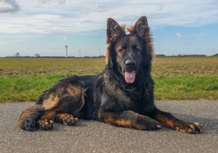 Max-Nanuk von Bellissimi Cani