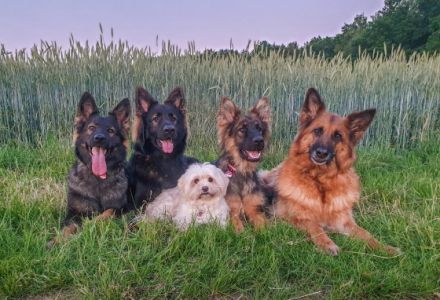 Max-Nanuk von Bellissimi Cani