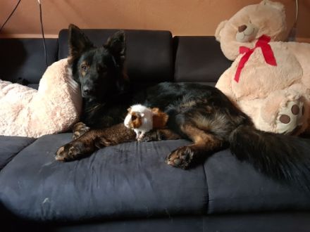 Max-Nanuk von Bellissimi Cani