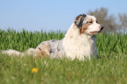 Hundename:Lightmyfire's You Never Walk Alone DNA-VP