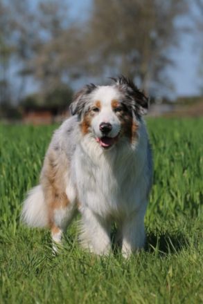 Hundename:Lightmyfire's You Never Walk Alone DNA-VP