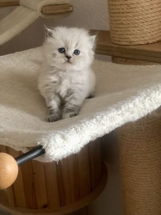 Perser Kitten mit Nase