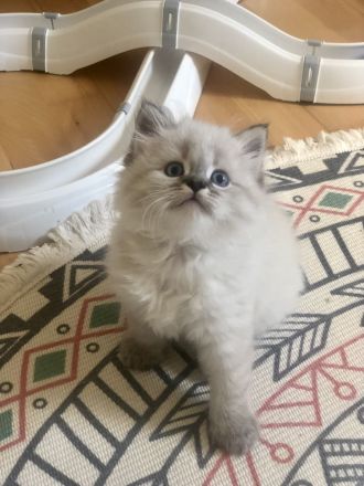 Perser Kitten mit Nase