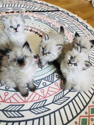 Perser Kitten mit Nase