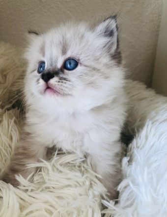 Perser Kitten mit Nase