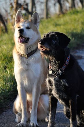 Dog&Dream - Hundeferien in der Familie, nur noch wenige Plätze frei