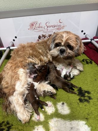 Shih Tzu Welpen