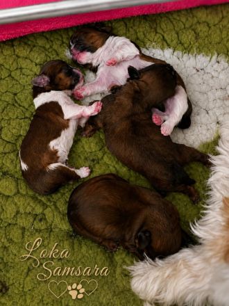 Shih Tzu Welpen