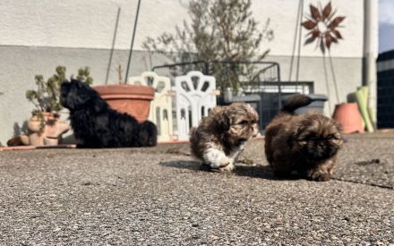 Ich suche liebevolle Hundeeltern für eine schöne kleine ShihTzu Hündin
