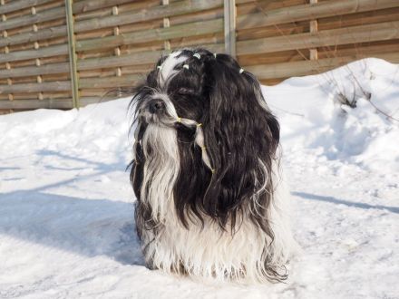 Ich suche liebevolle Hundeeltern für eine schöne kleine ShihTzu Hündin